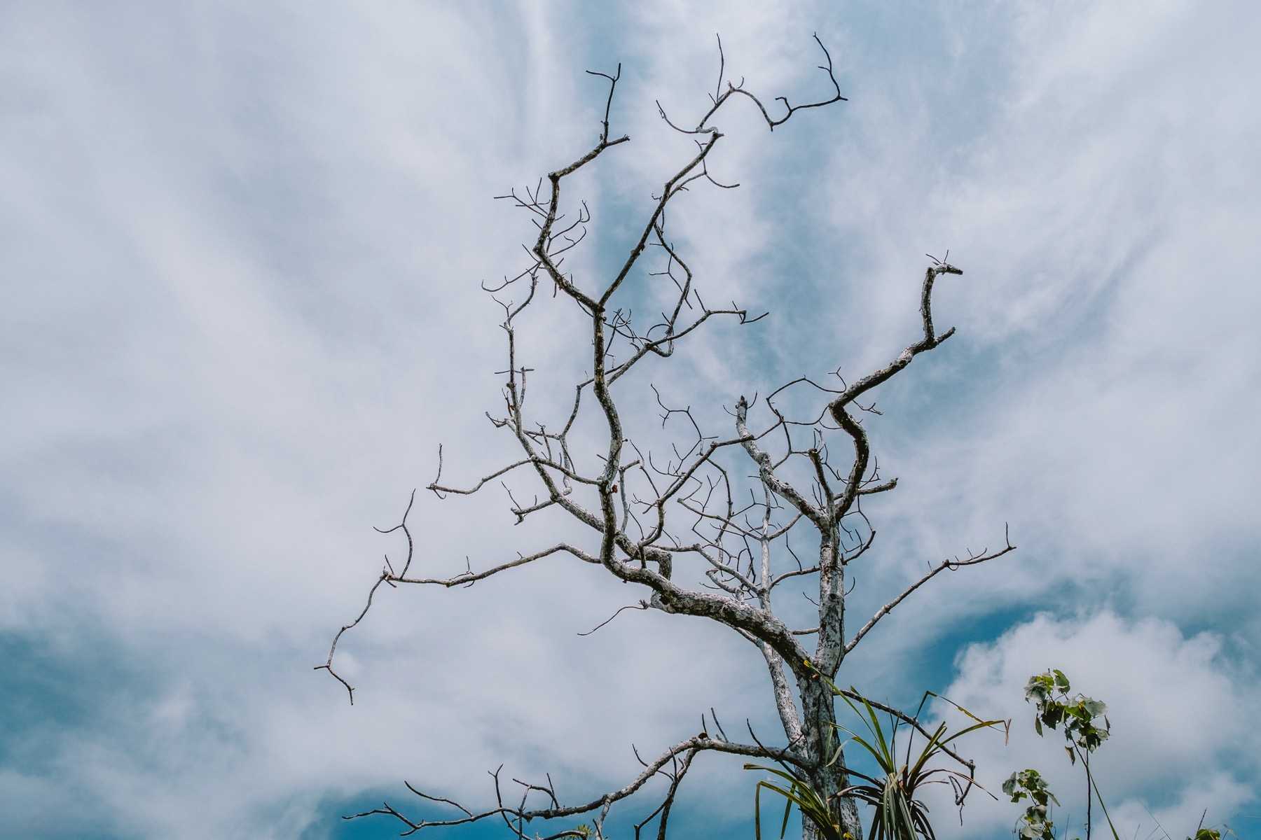 Photograph from Bintan Island by Max Du