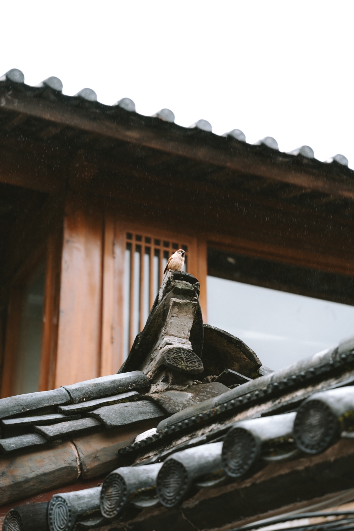 Photograph from Lijiang by Max Du