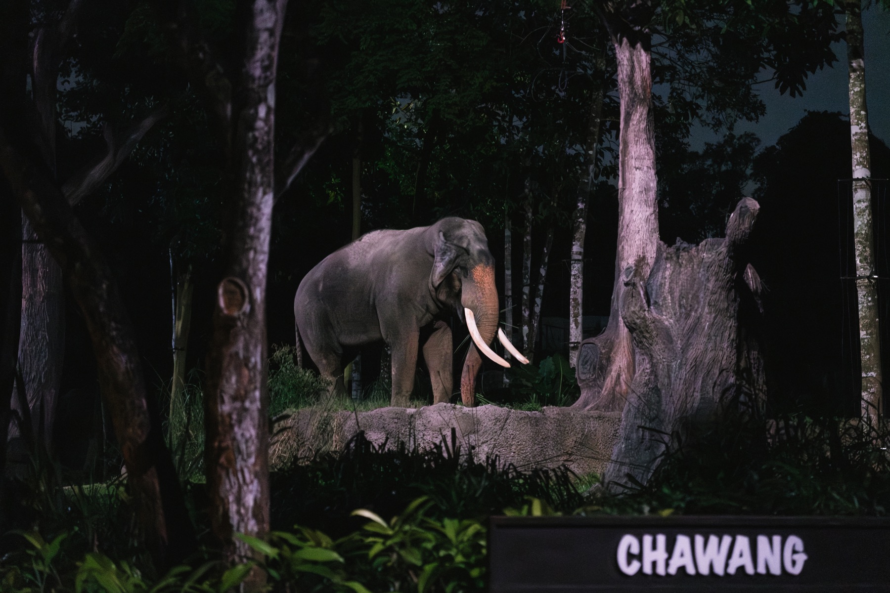 Photograph from Night Safari by Max Du
